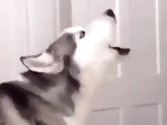 Furry Gay XXX 42